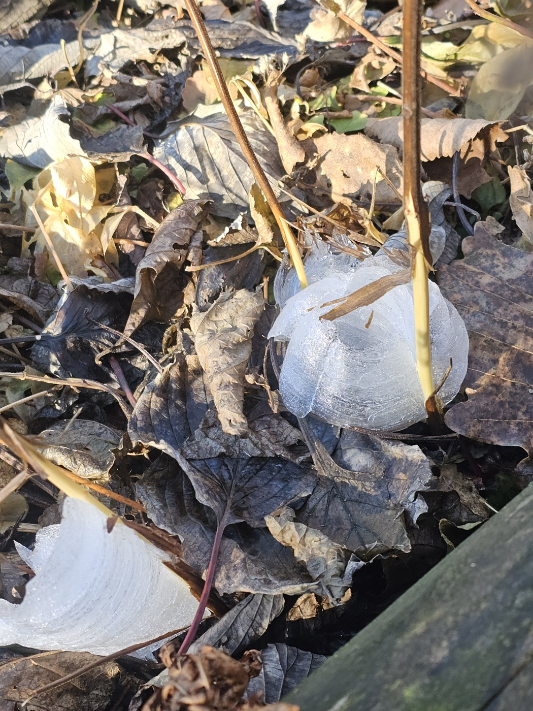 KakaoTalk_20241108_065118305_01 (1).jpg