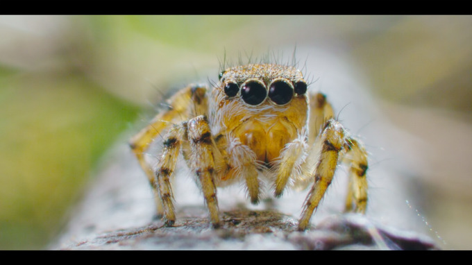 진짜 벅스 라이프.jpg