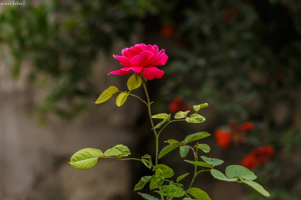red-rose-104.jpg