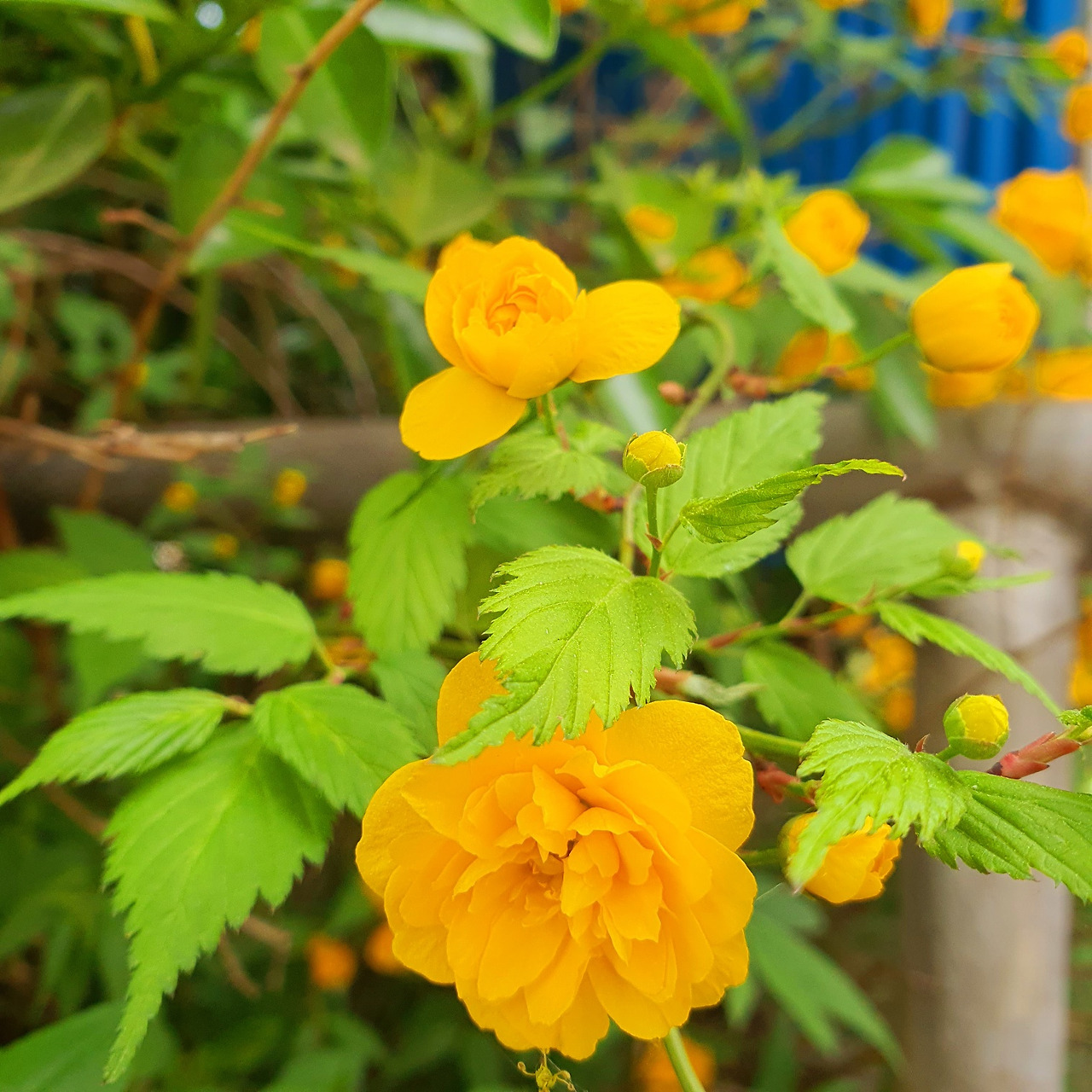 5.1정여민시인 꽃.jpg