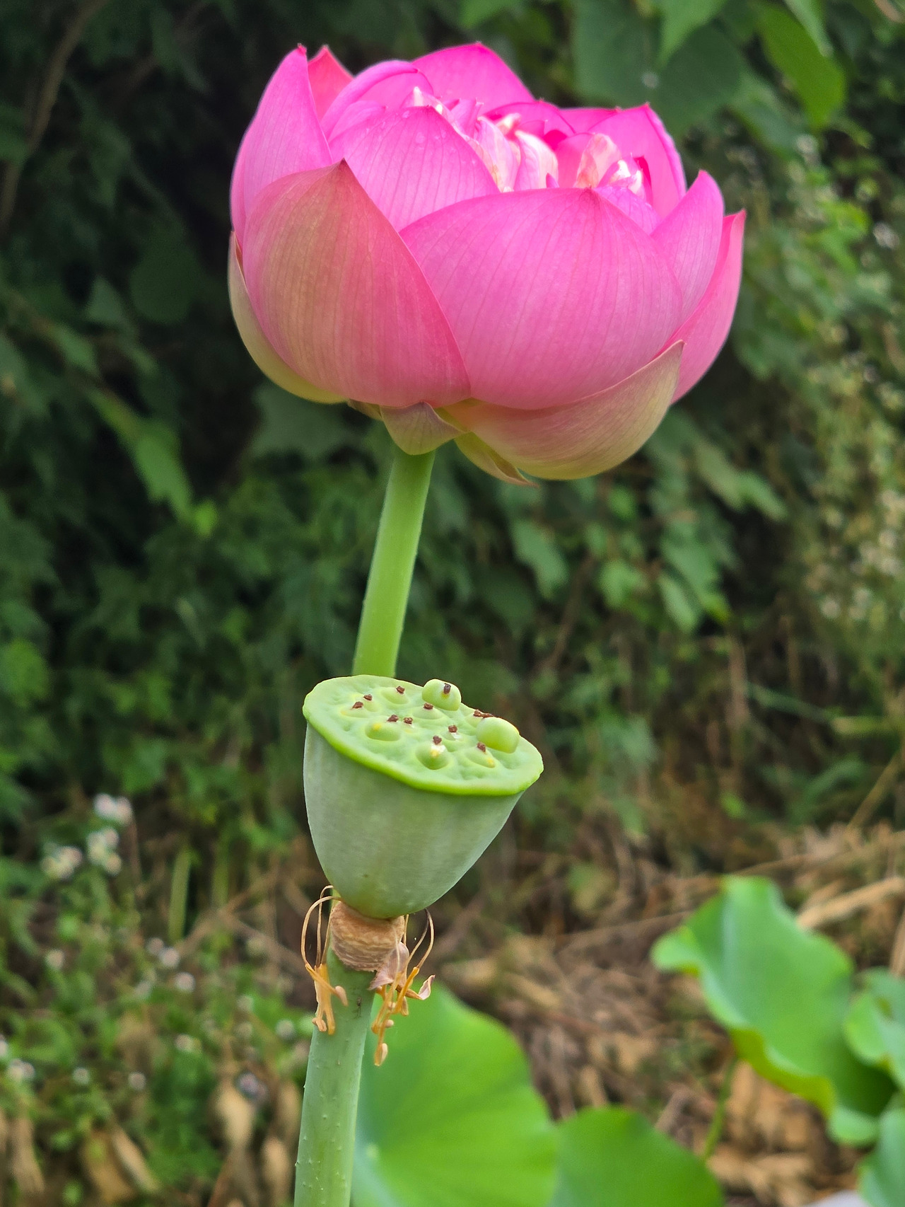 7.17 아빠제사1.jpg