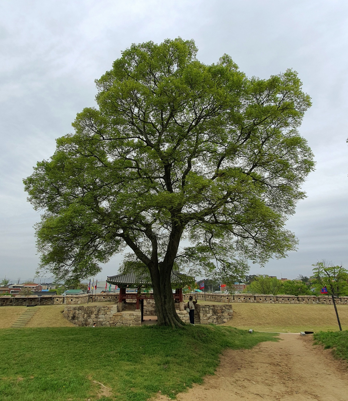 느티나무고창.jpg