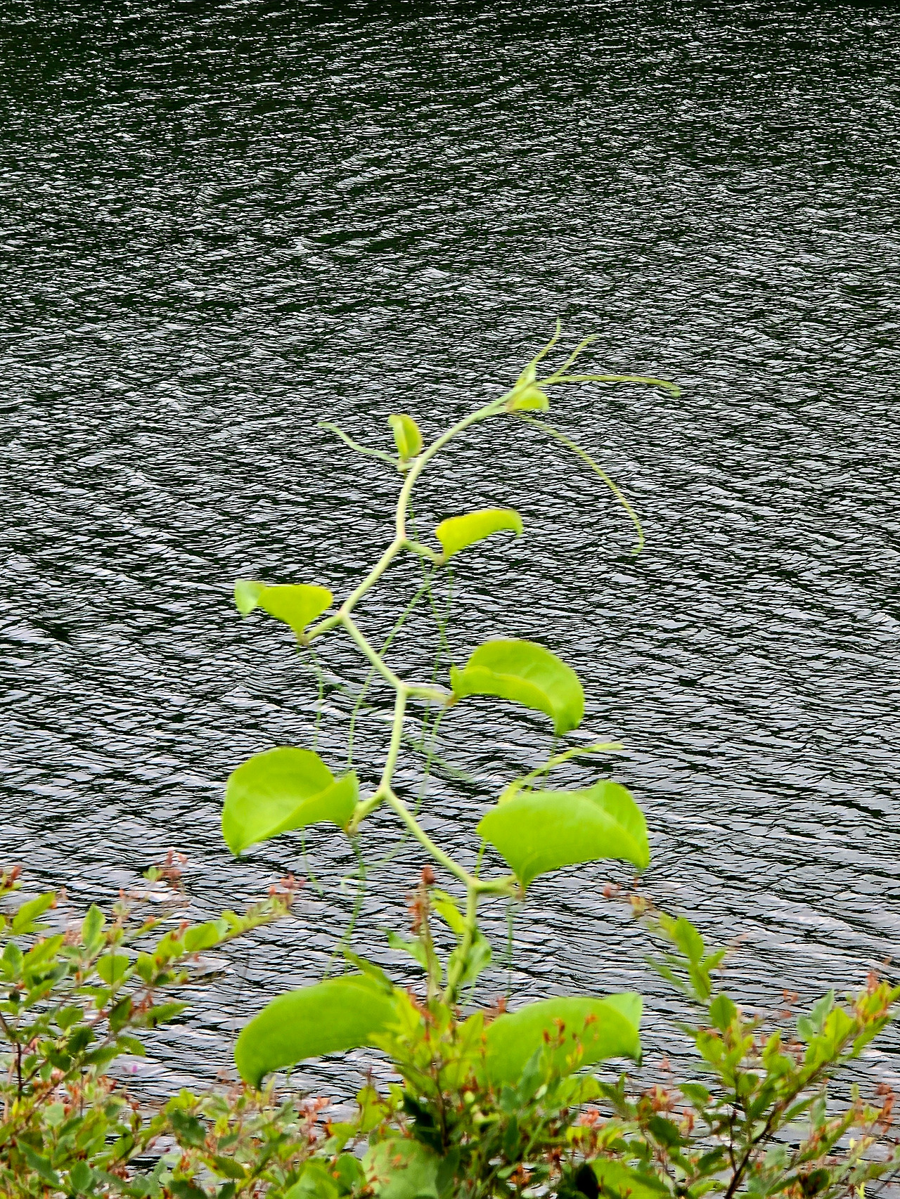 7.9 말랭이모습1.jpg