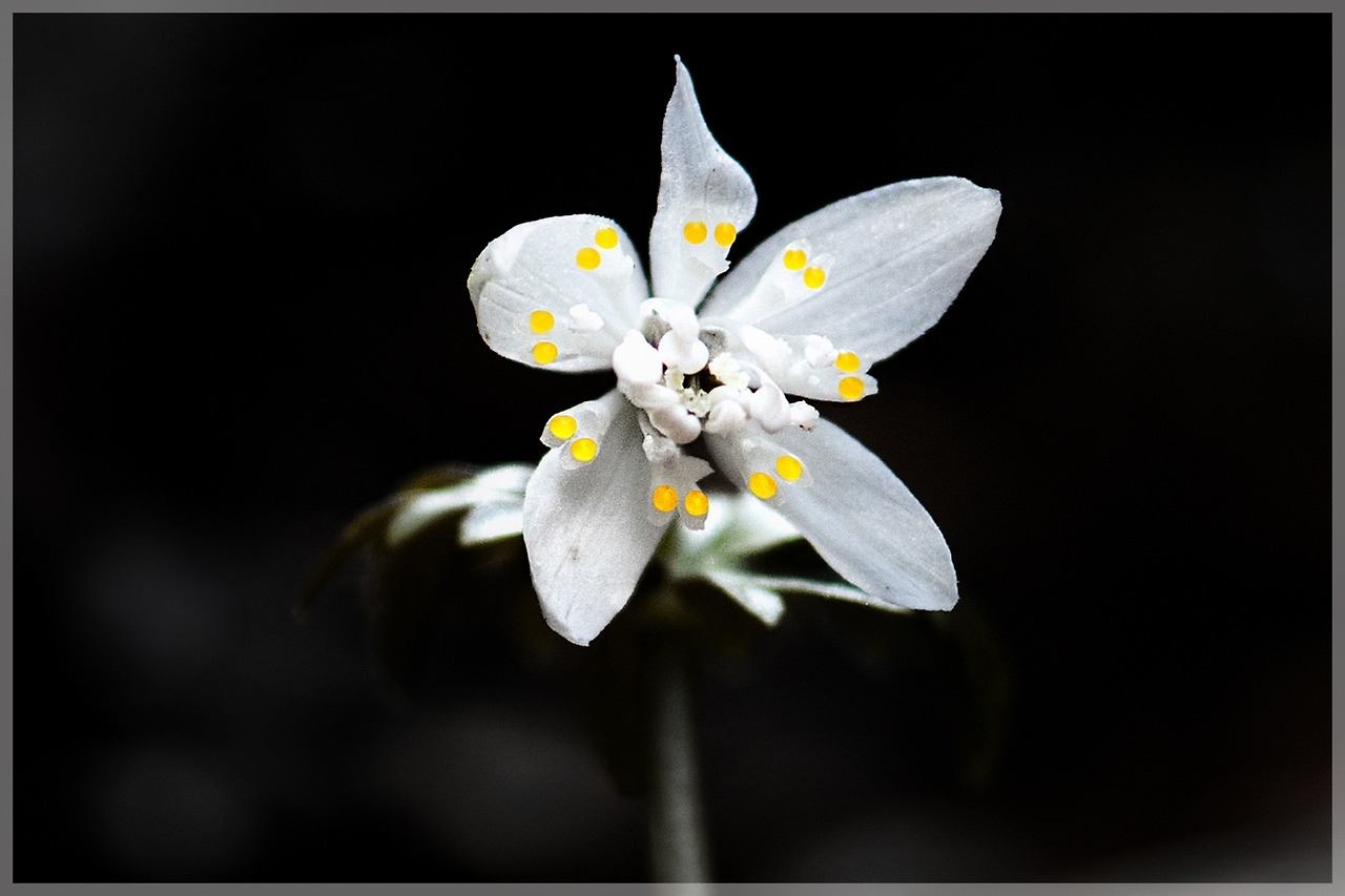 풍경 너도바람꽃.jpg