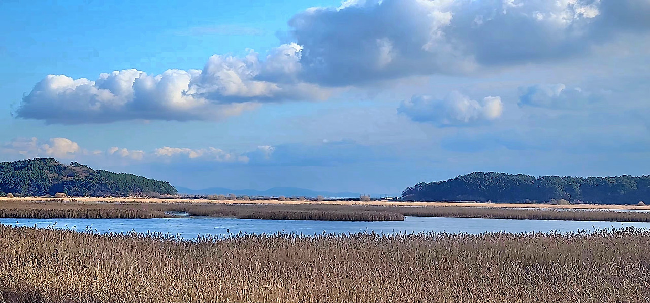 12.27새만금갈대1.jpg