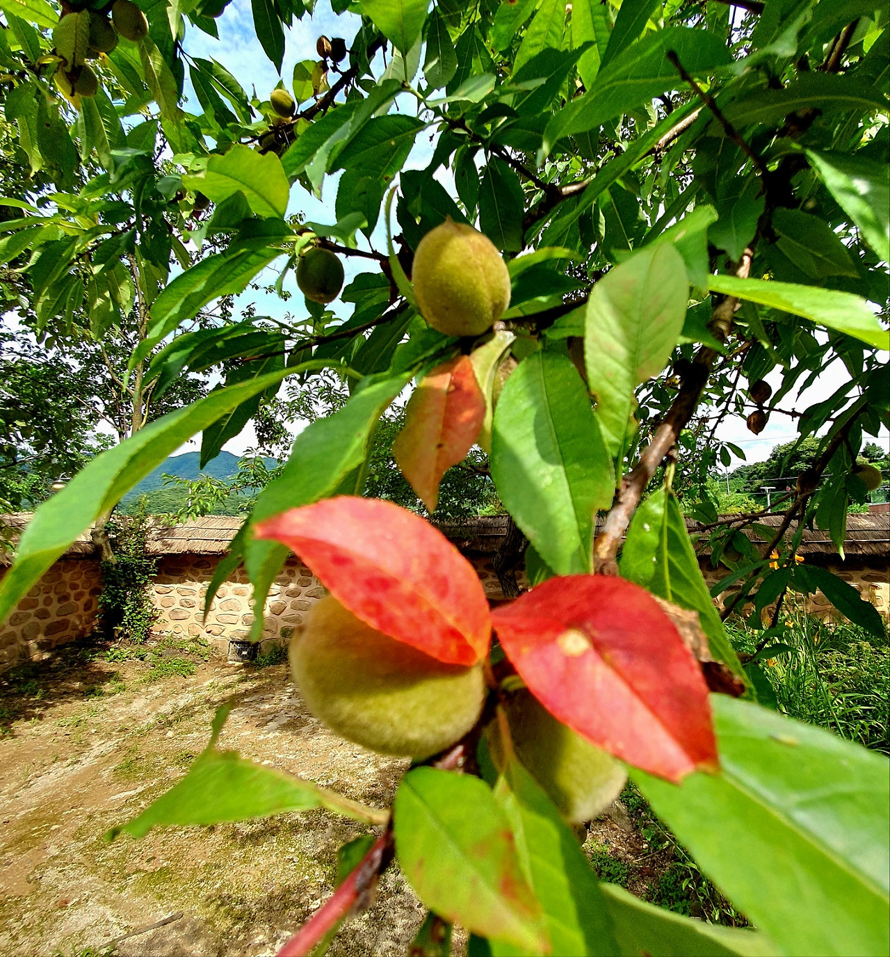 7.17살고싶은 집2.jpg