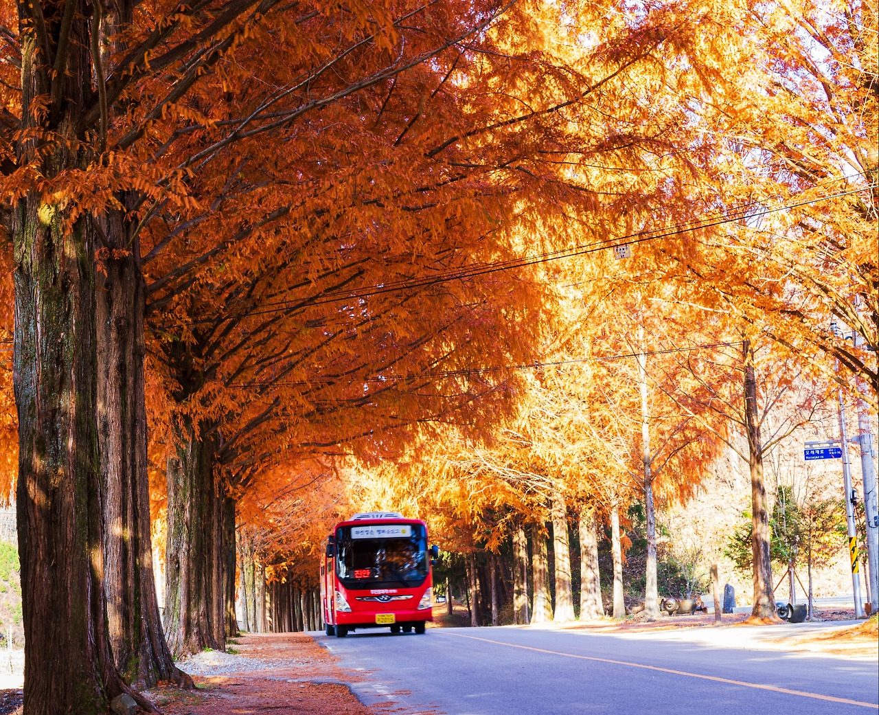 11.26단풍2.jpg