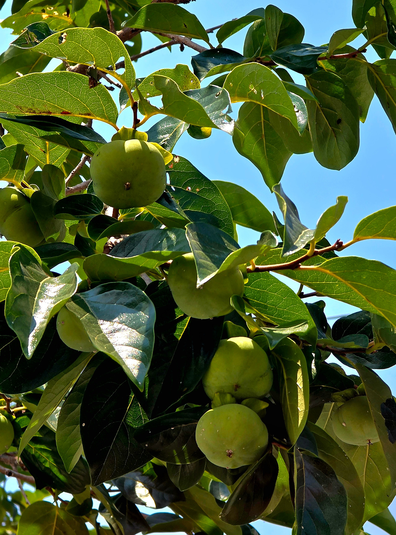 7.30 책방감나무1.jpg