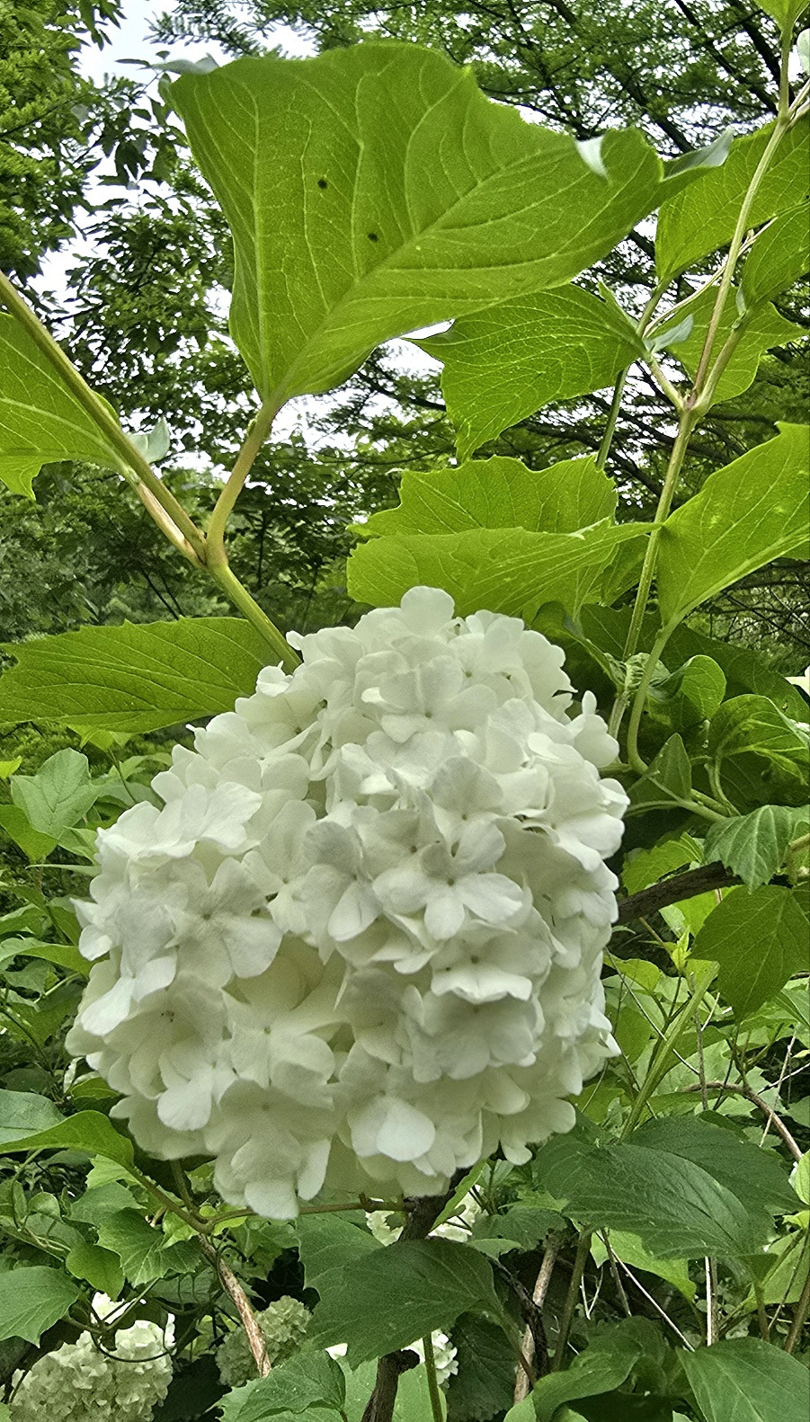 5.22 신경림1주기1.jpg