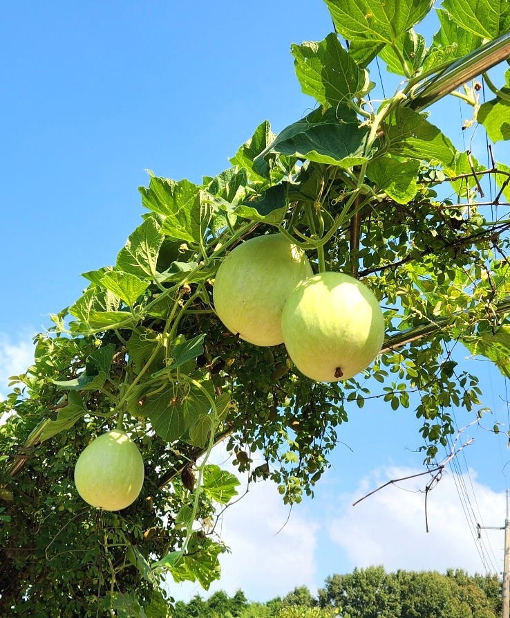 9.3 텃밭갈이1.jpg