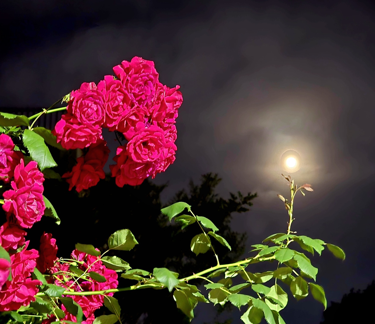 6.11장미와 달1.jpg