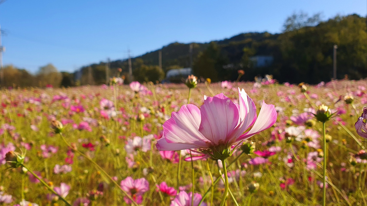 10.22 가을서원꽃1.jpg