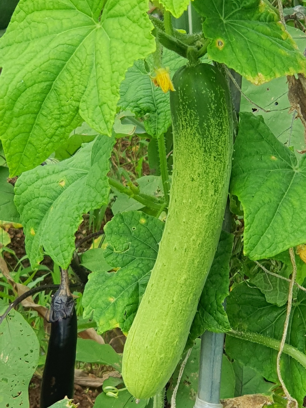 7.27 텃밭오이1.jpg