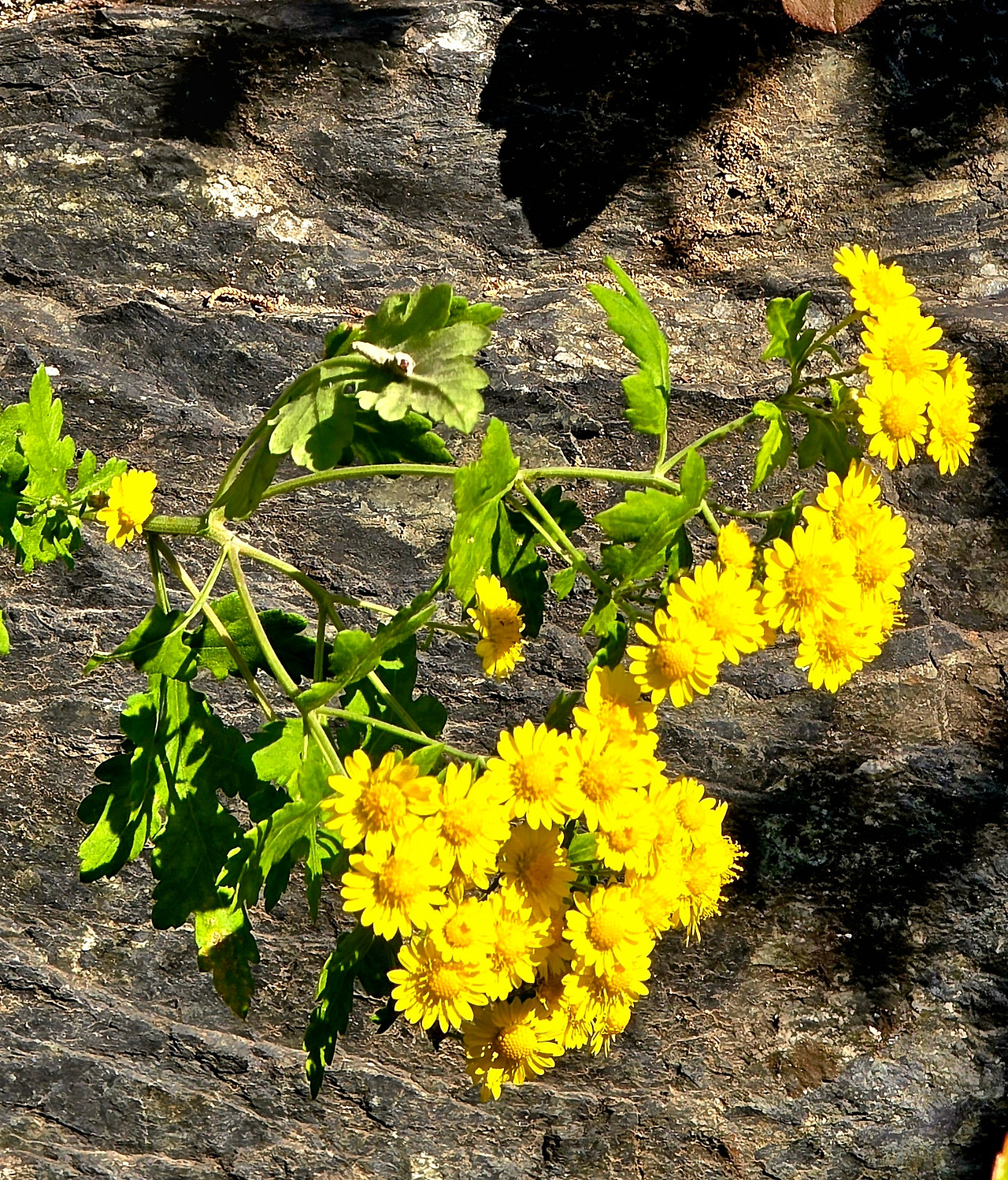 11.24 늦은꽃1.jpg