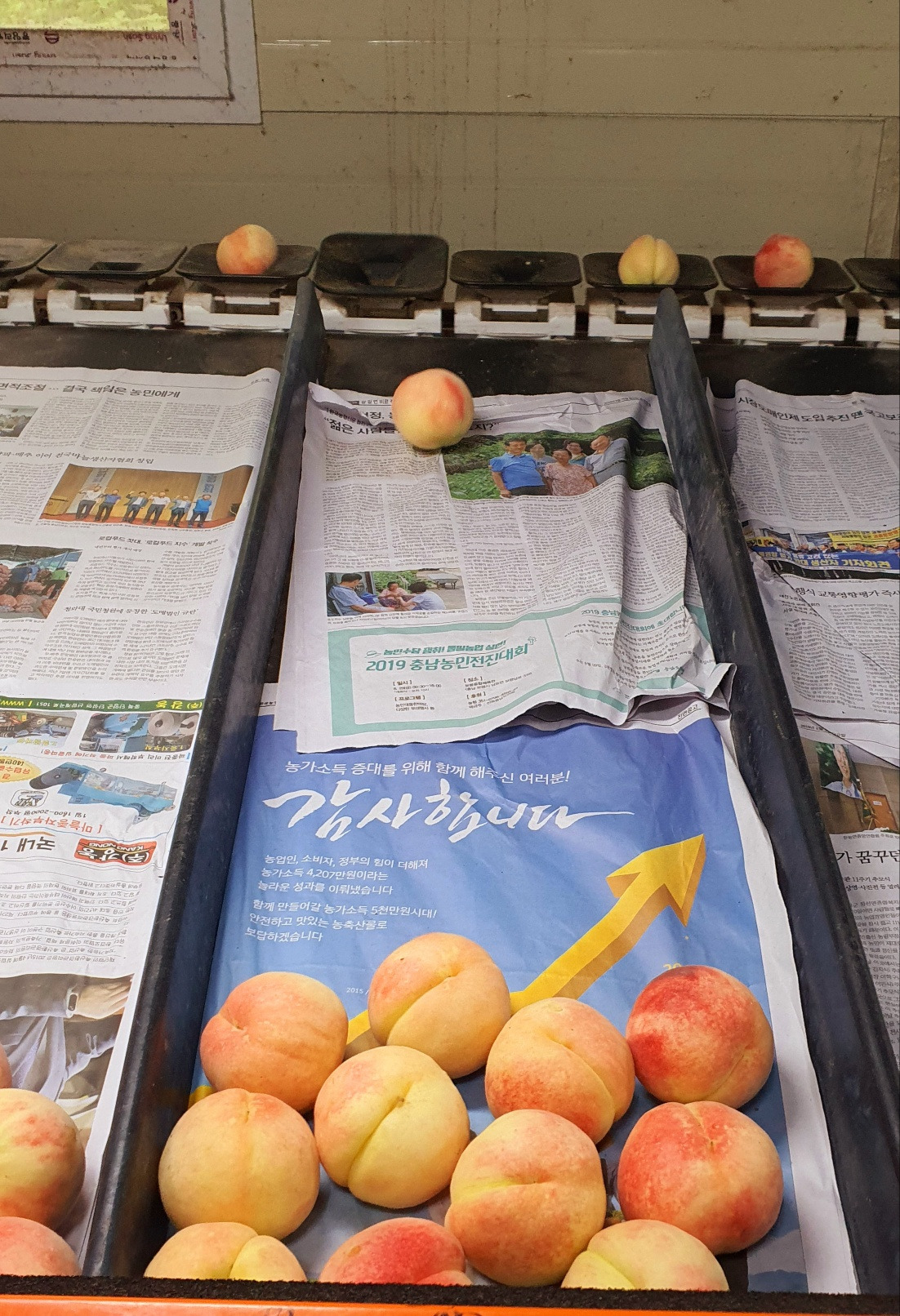 7.10복숭아3.jpg