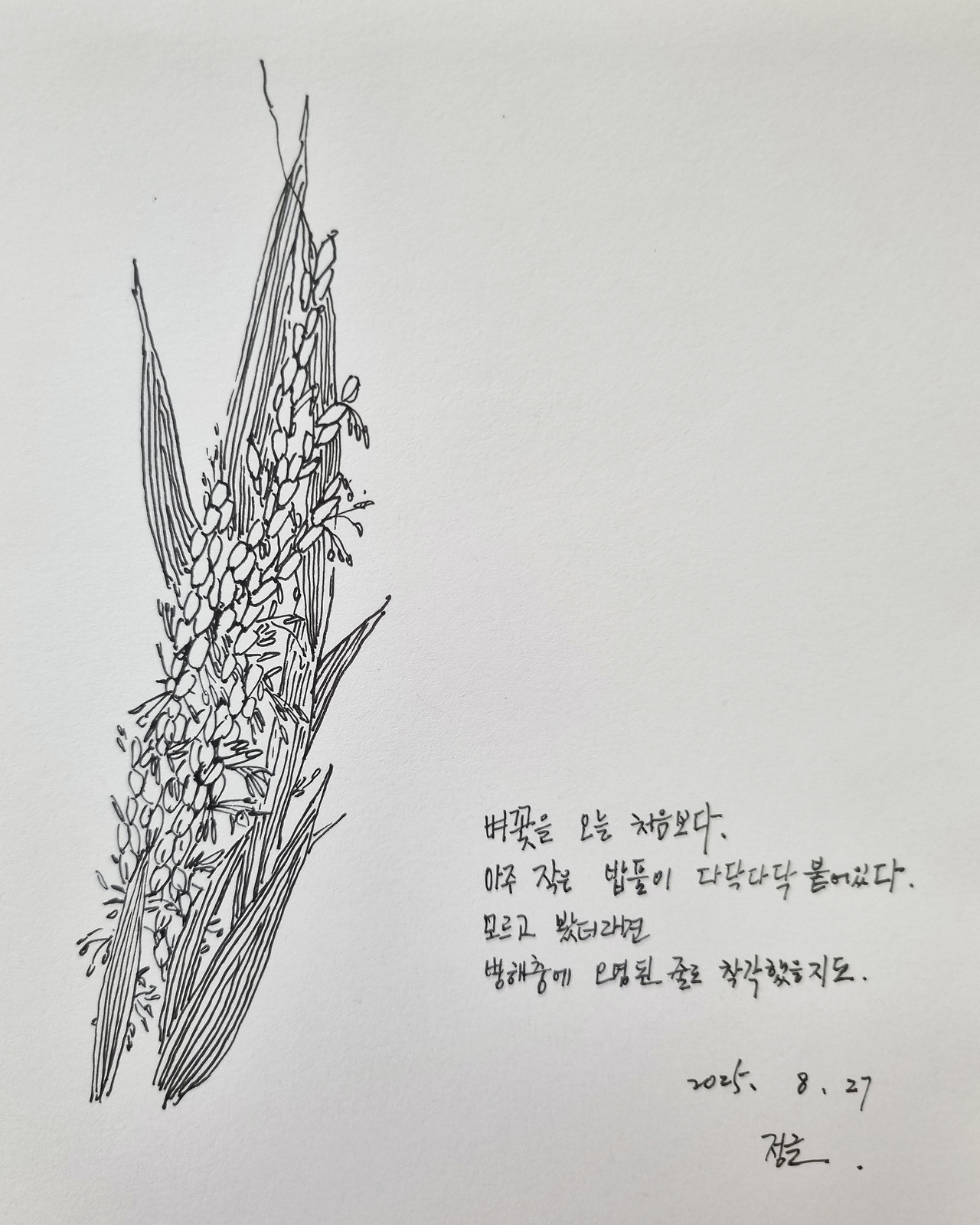 8.28벼꽃2.jpg
