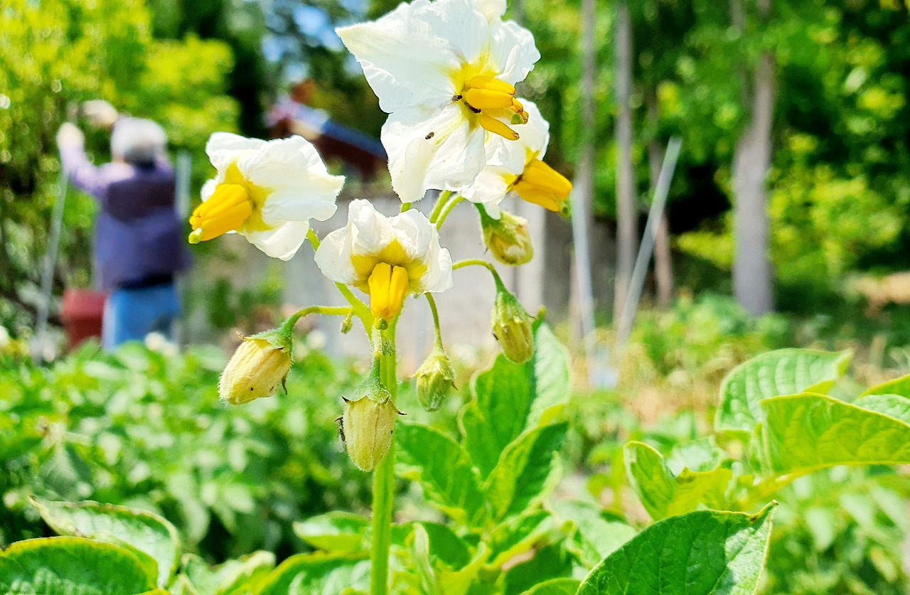 6.2유월(감자꽃).jpg
