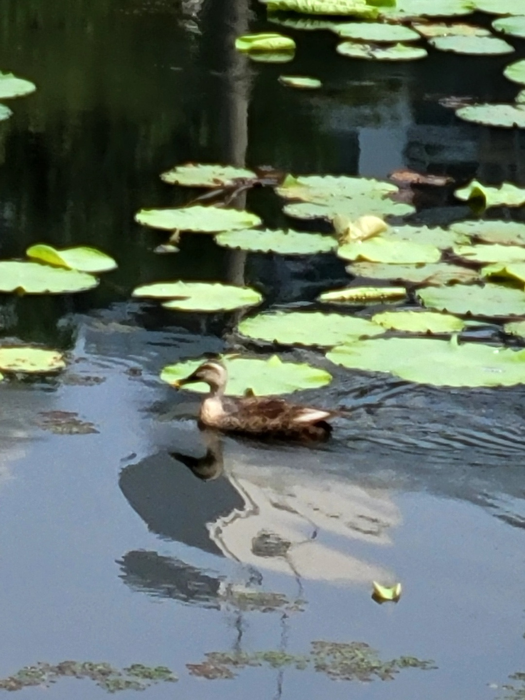 6.12 류시화 침묵은.jpg