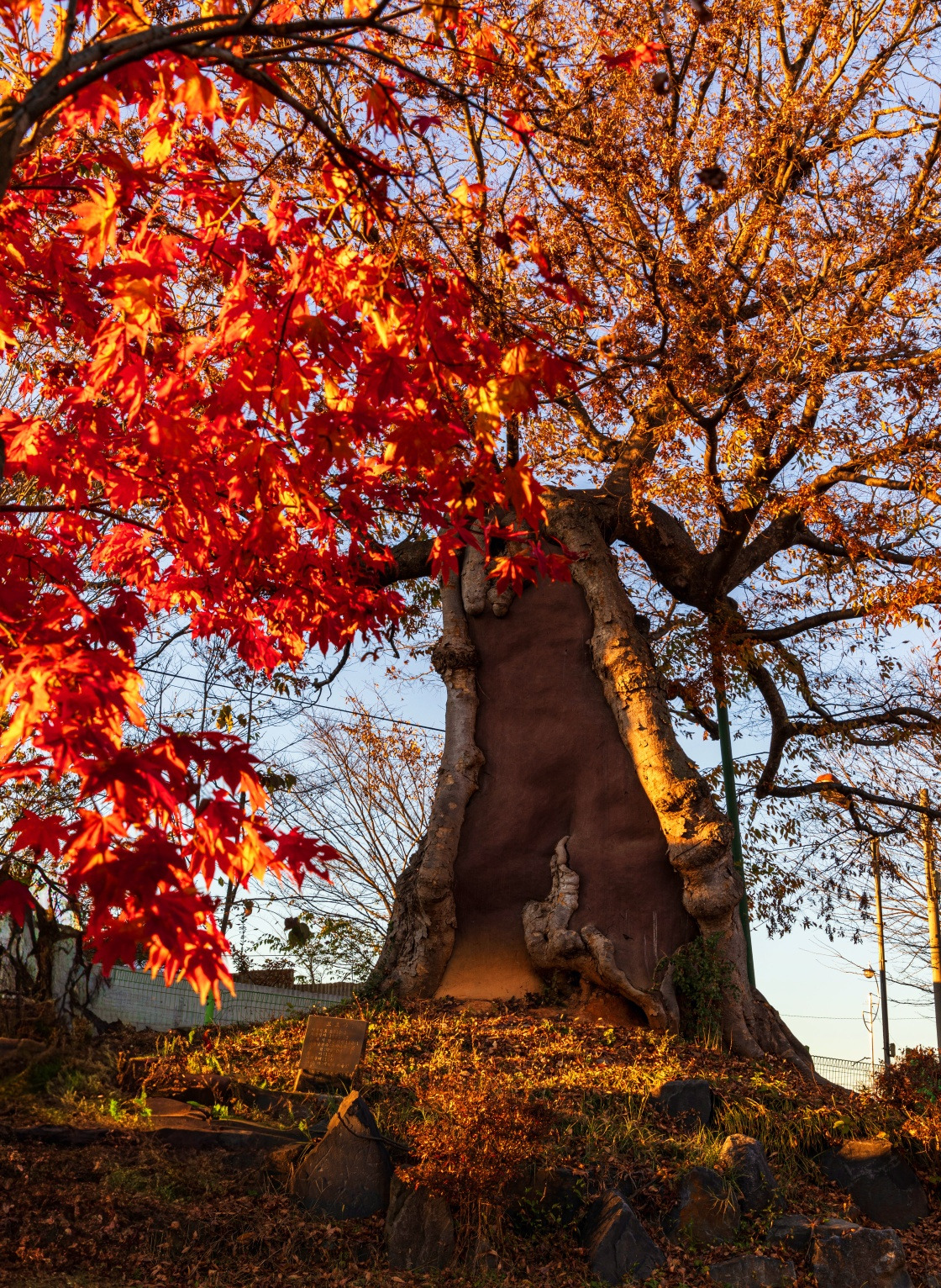 11.26단풍1.jpg