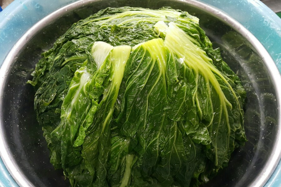 배추1.jpg