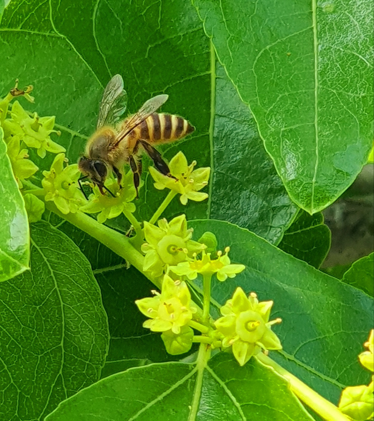 6.15 상추도둑.jpg