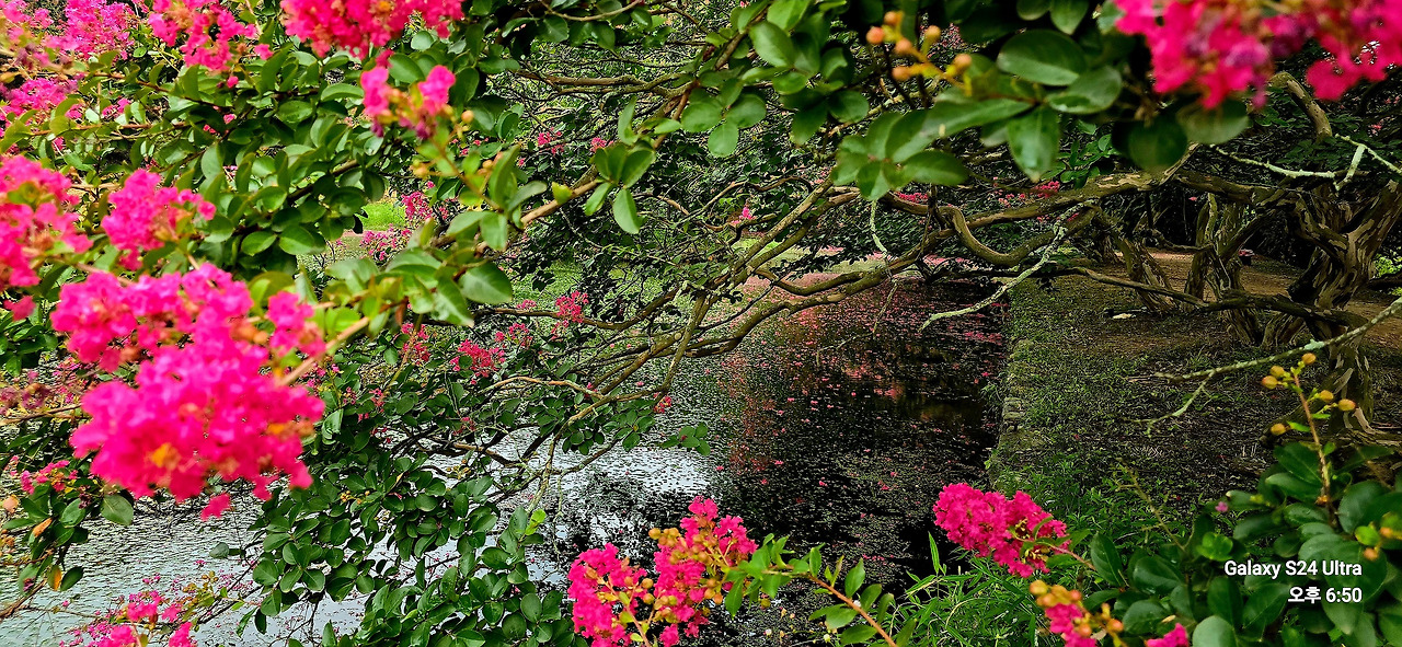 8.3 목백일홍1.jpg