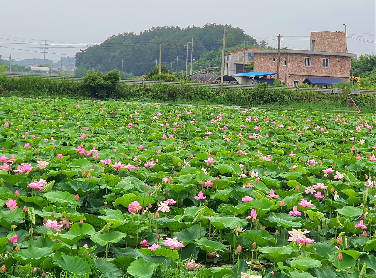 7.8전재복연꽃2.jpg