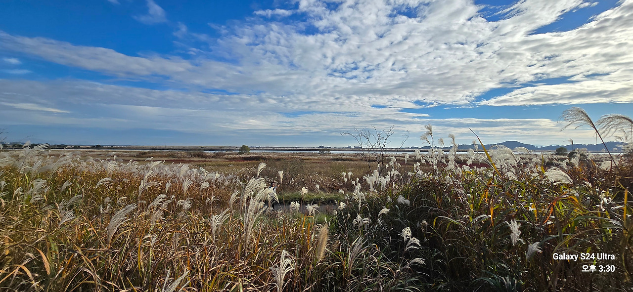 11.13갈대.jpg
