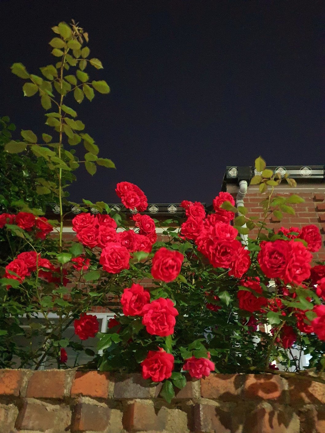 5.23 꽃의향기.jpg