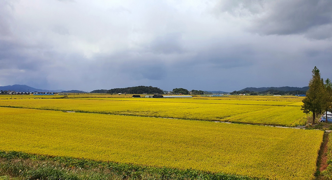 10.11 곡식(가을향기).jpg