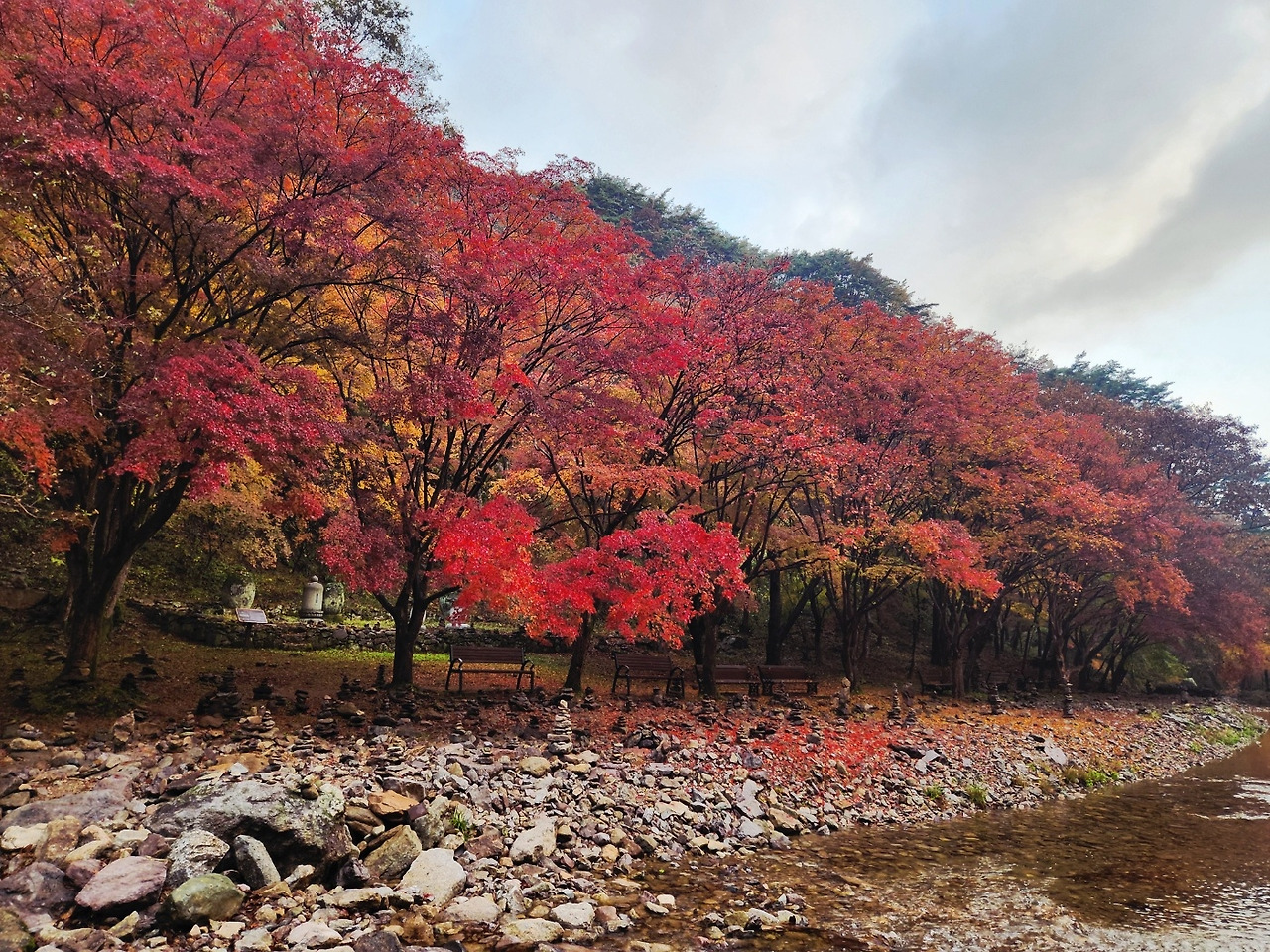 11.16단풍2.jpg