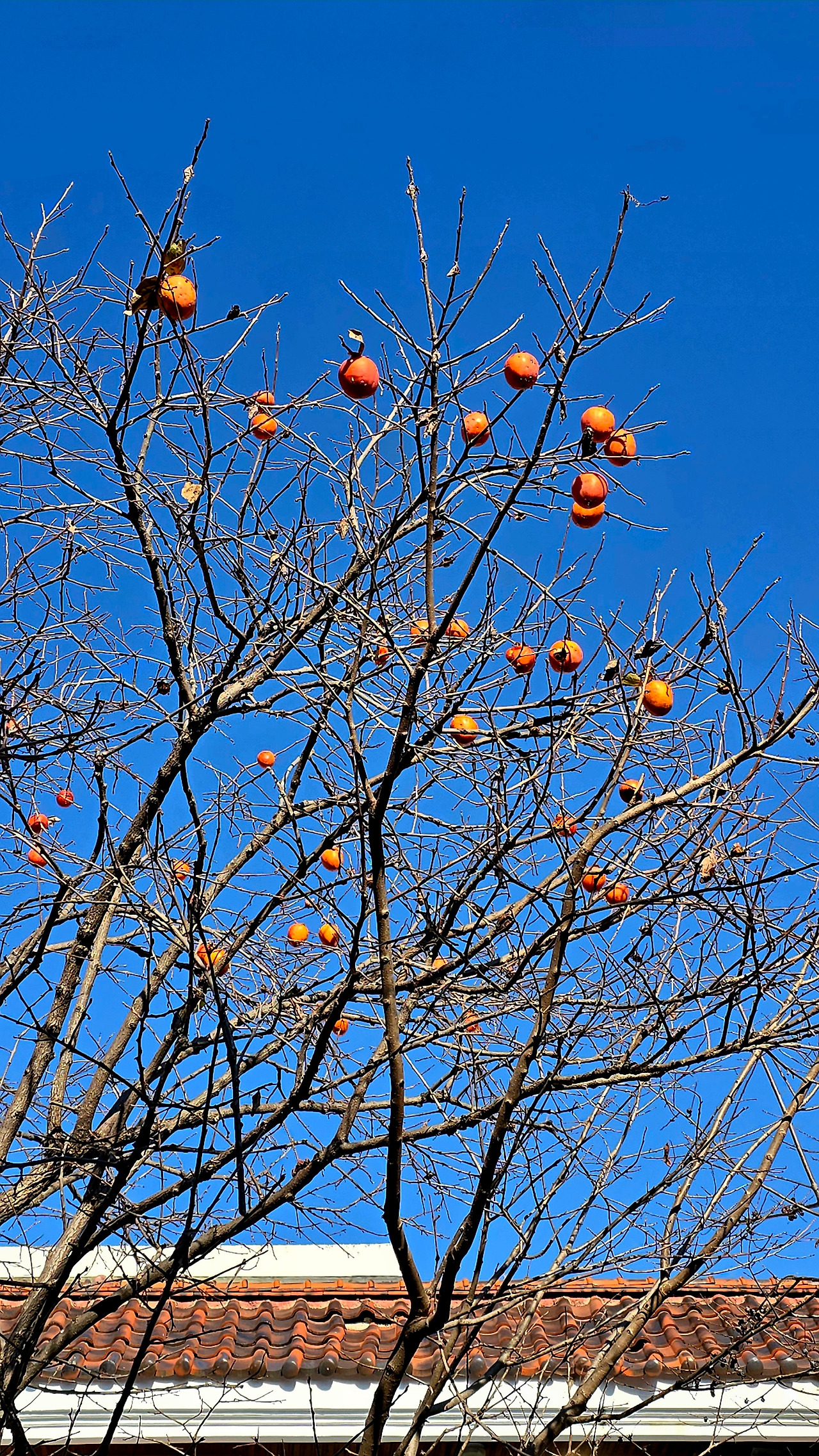 12.2 책방감나무1.jpg