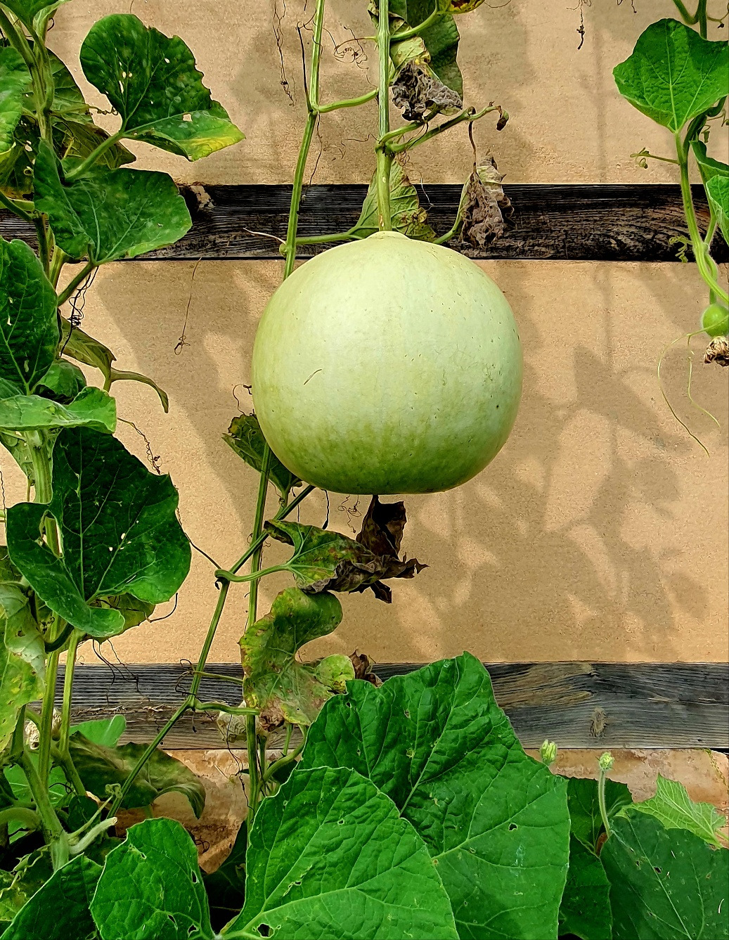 10.17서천 박2.jpg