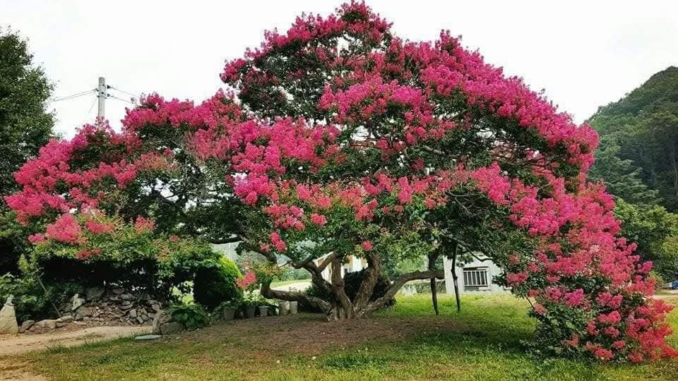 8.1 해봉사목백일홍.jpg