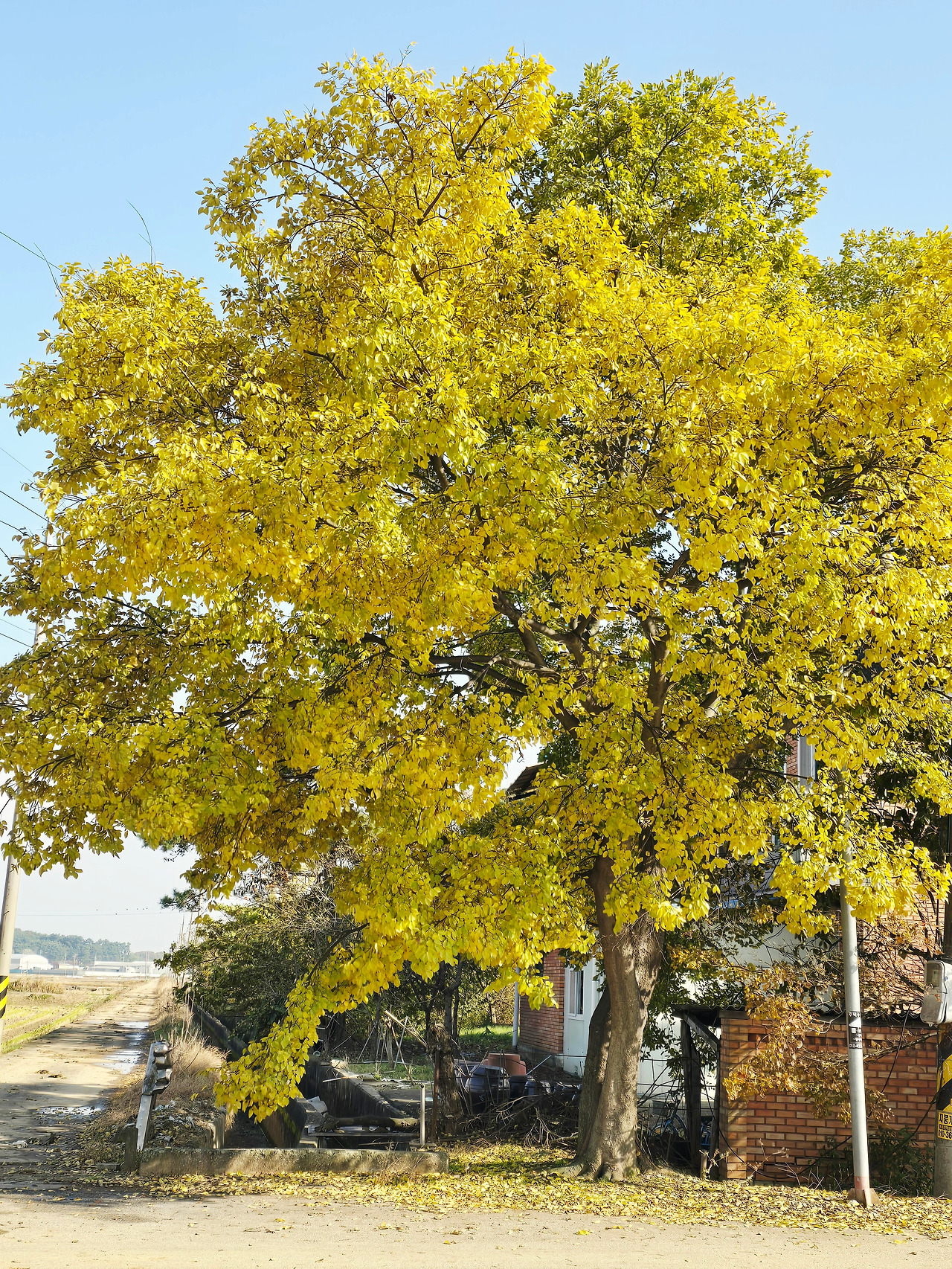 11.11 가을이 깊어가네.jpg