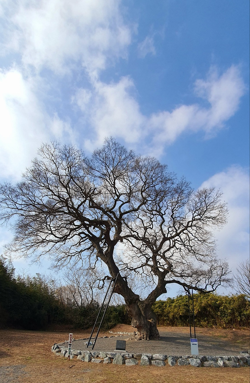 1.24 팽나무1.jpg