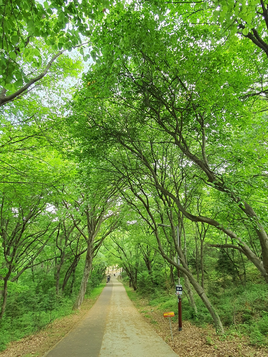 5.4등나무4.jpg