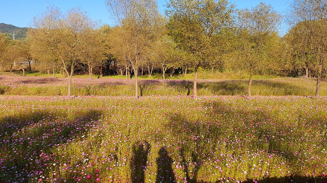 10.22 가을서원꽃2.jpg