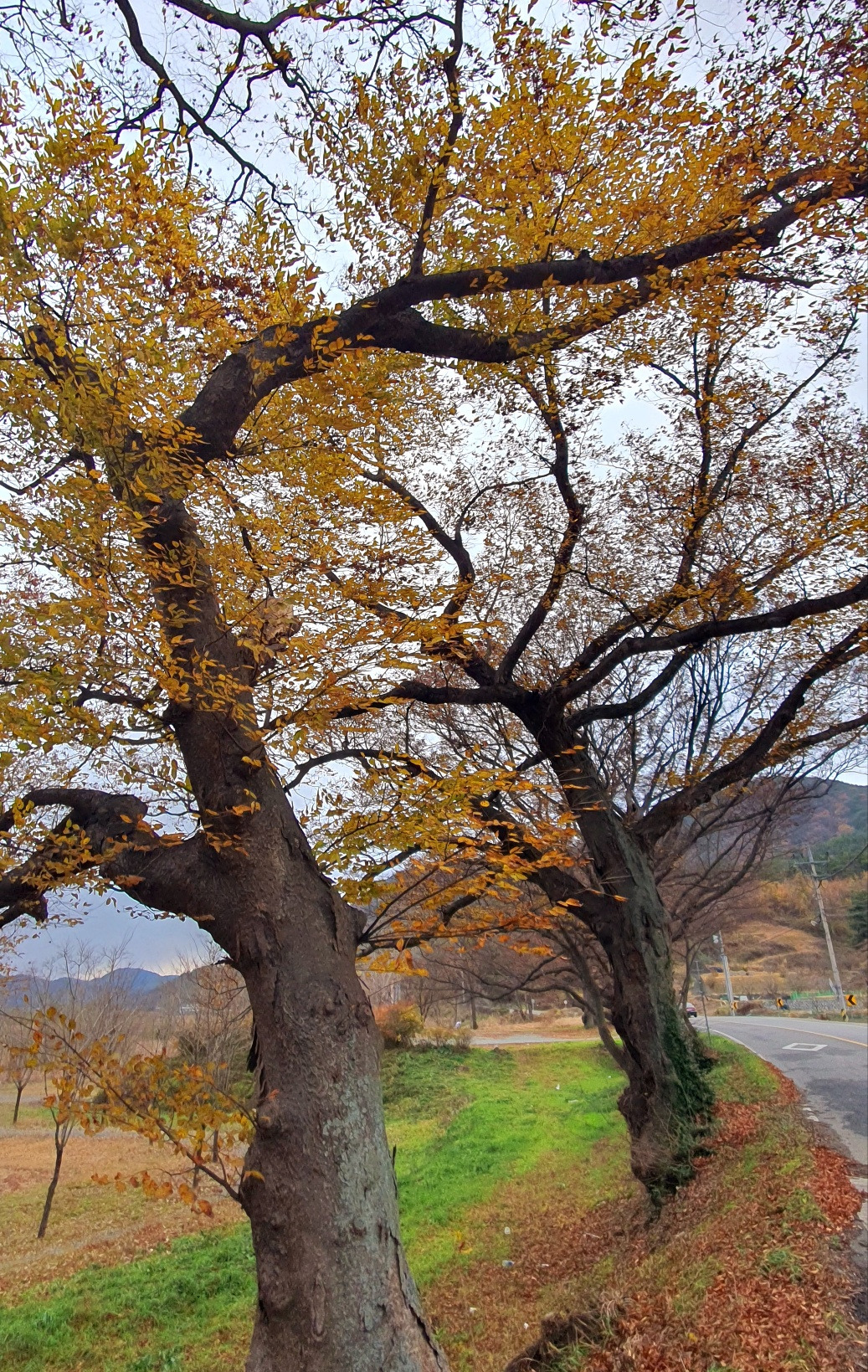 11.29 영미시4탄.jpg