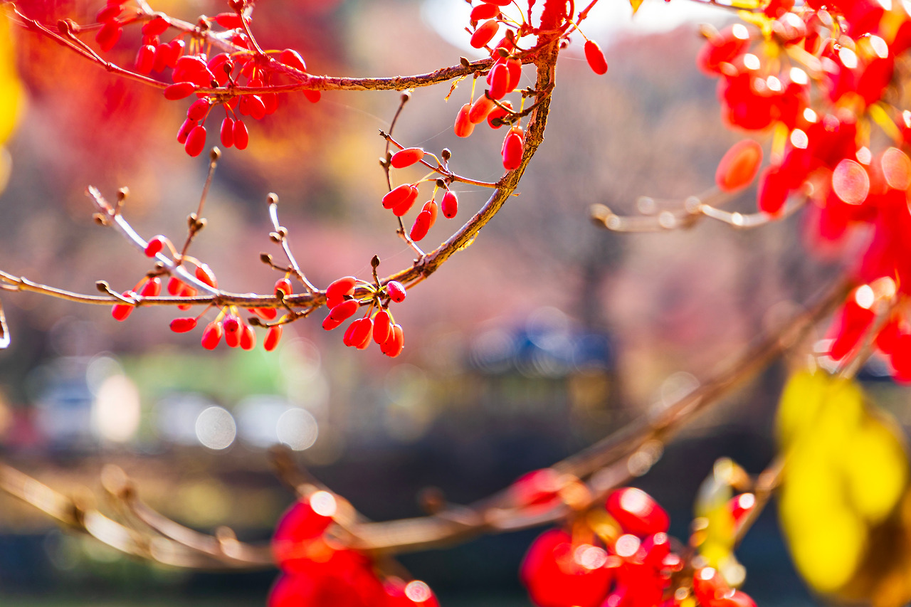 12.10 겨울산수유1.jpg