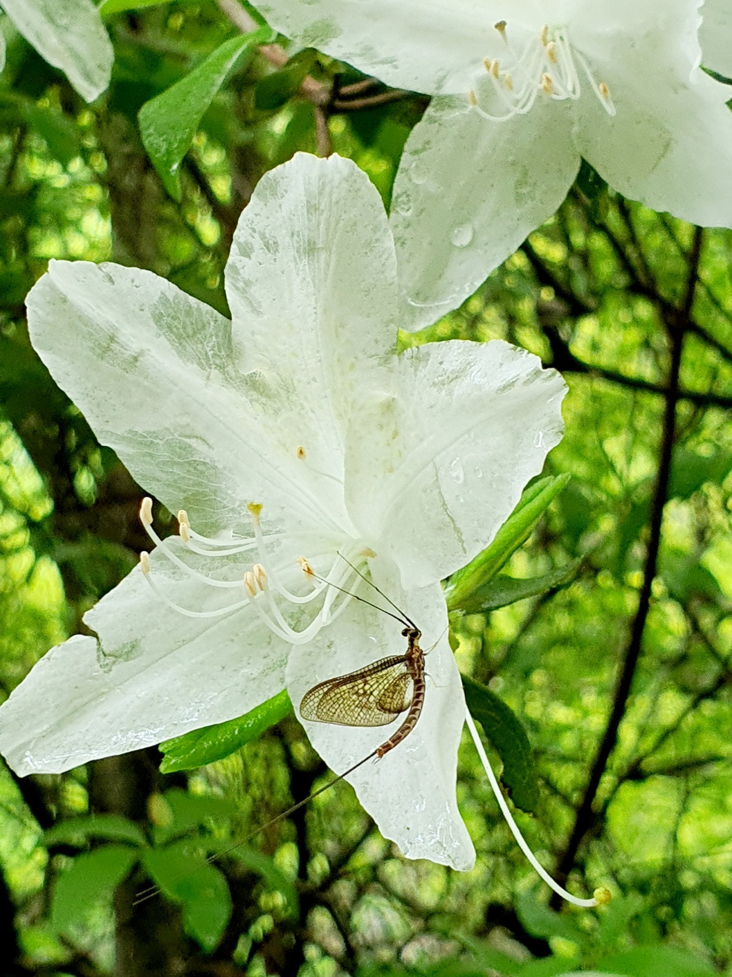 5.9 딸과 친정엄마1.jpg