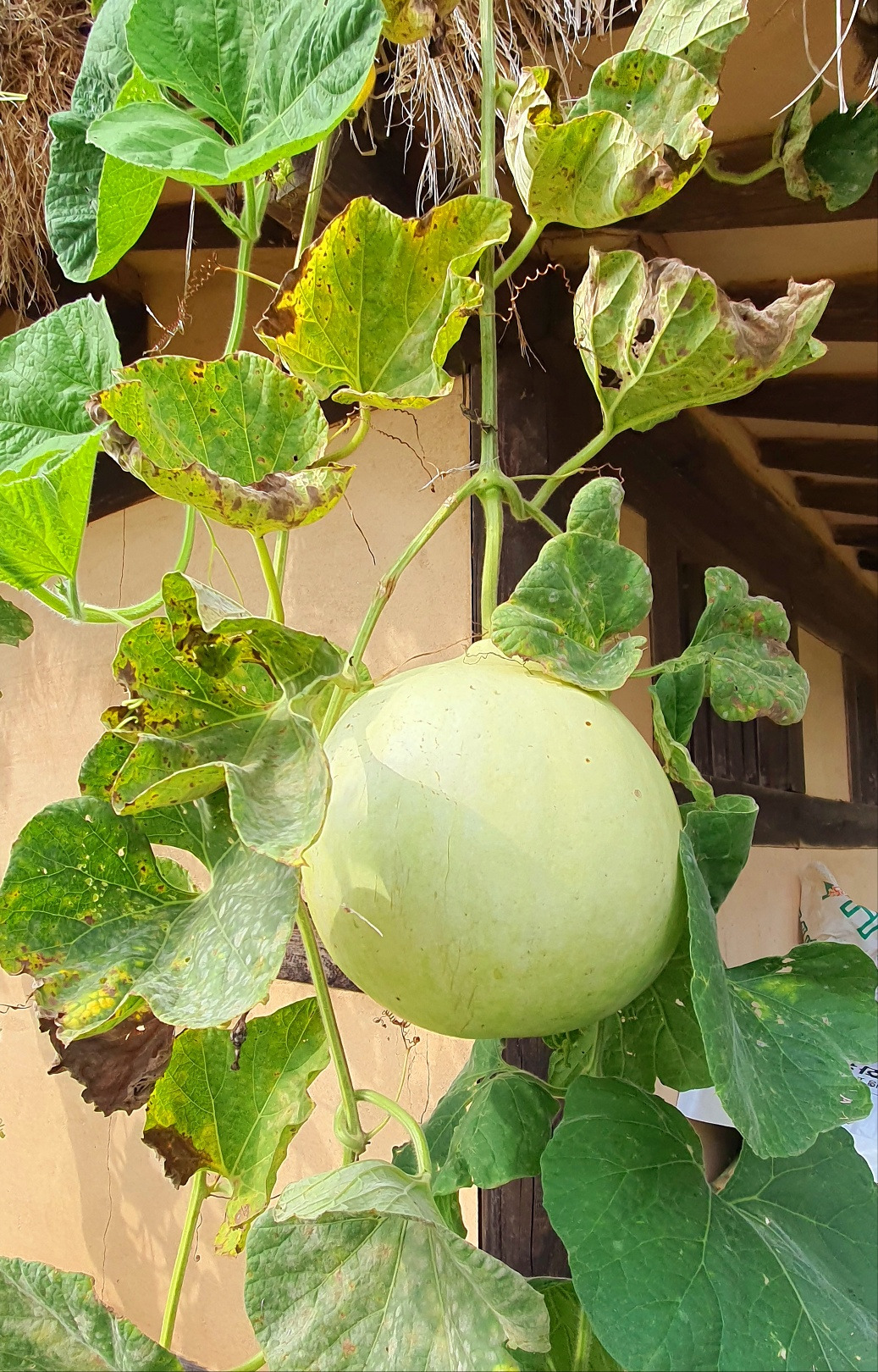 10.17서천 박3.jpg