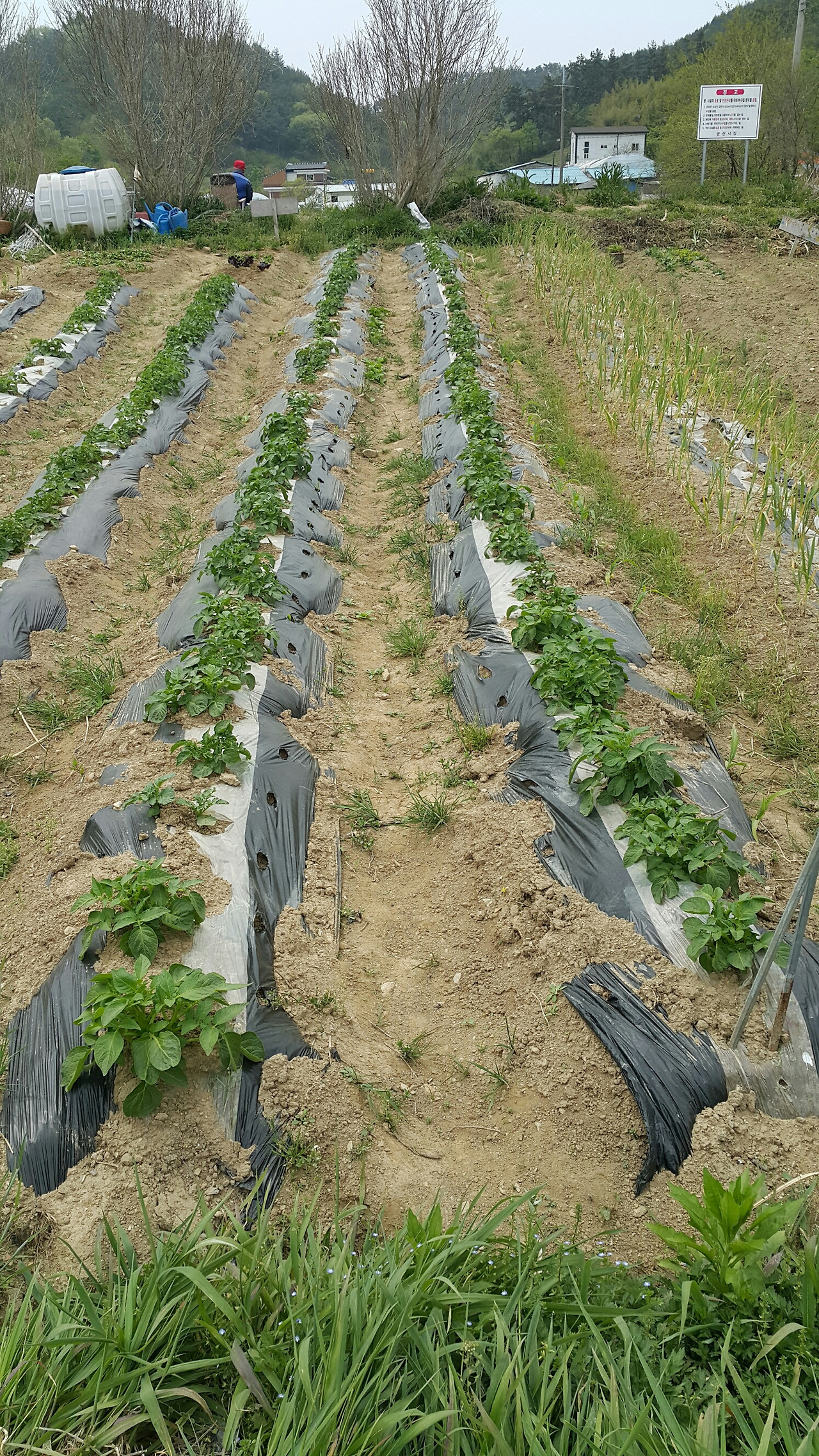 텃밭6-4.jpg