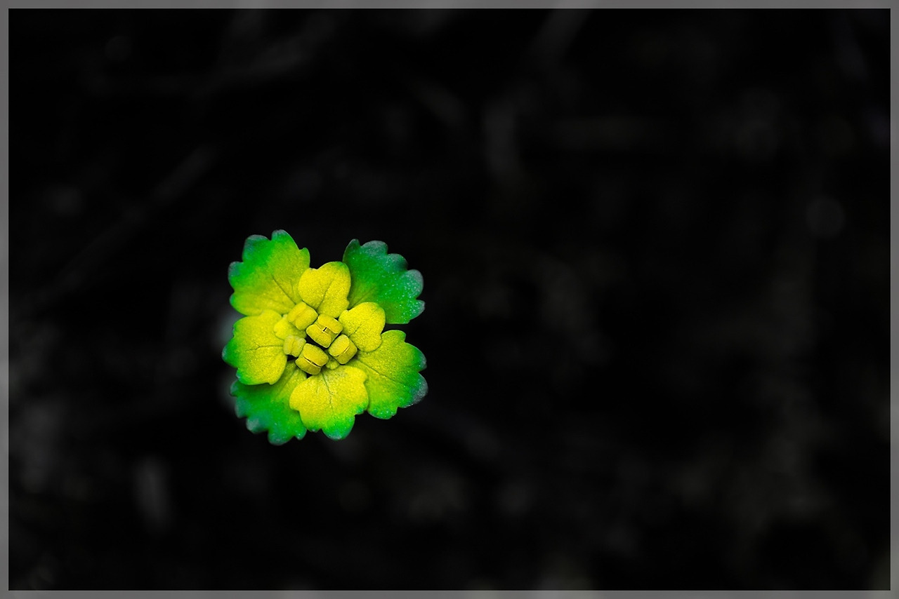 풍경 금괭이눈.jpg