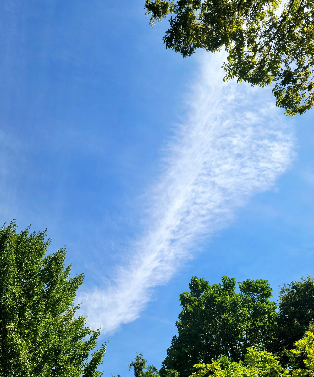 8.29 깃털구름.jpg