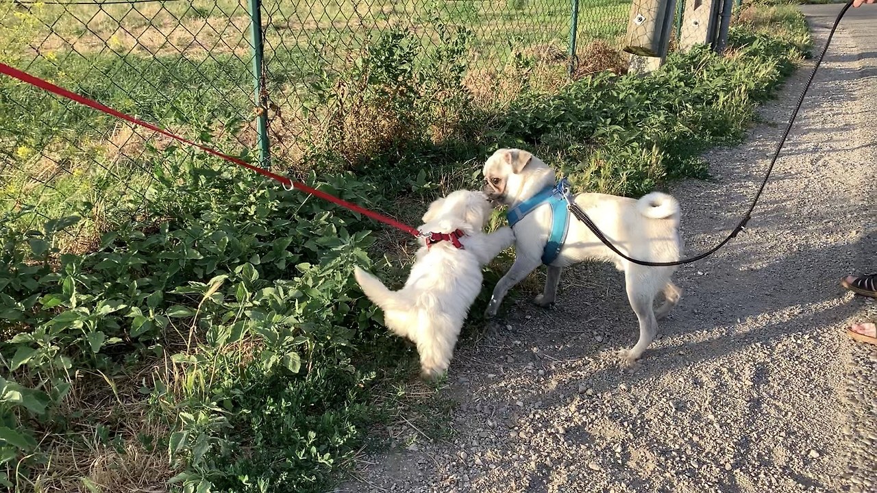 갈대들판에서 만난 자두와 퍼그.jpg