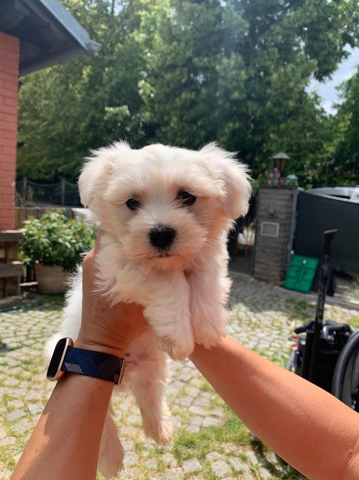 말티즈 선택.jpg