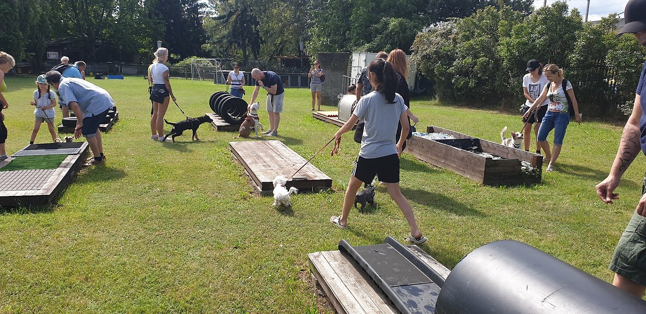 장애물 통과하기 놀이를 하는 강아지들.jpg