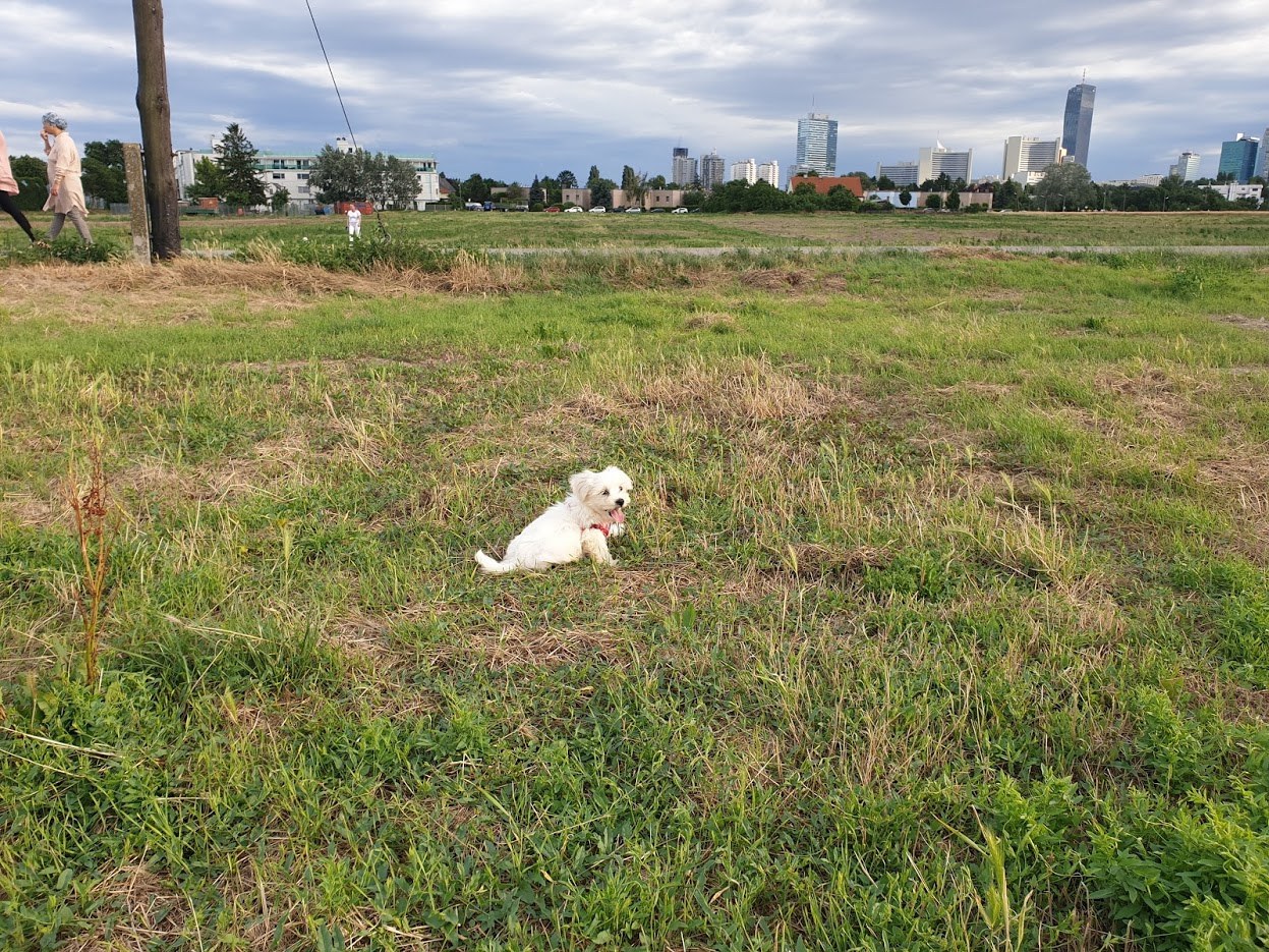 갈대밭에서 잠시 귀고 있는 자두.jpg