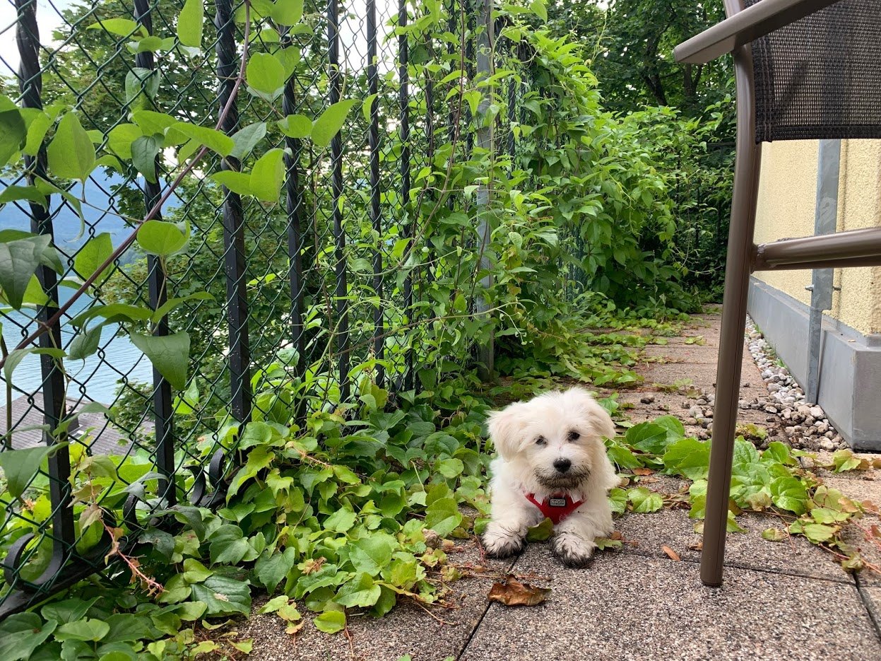 장크트볼프강 호텔 베란다의 자두.jpg